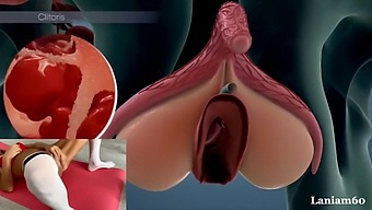 Anatomy And Biology Of Female Orgasm: A Scientific Exploration